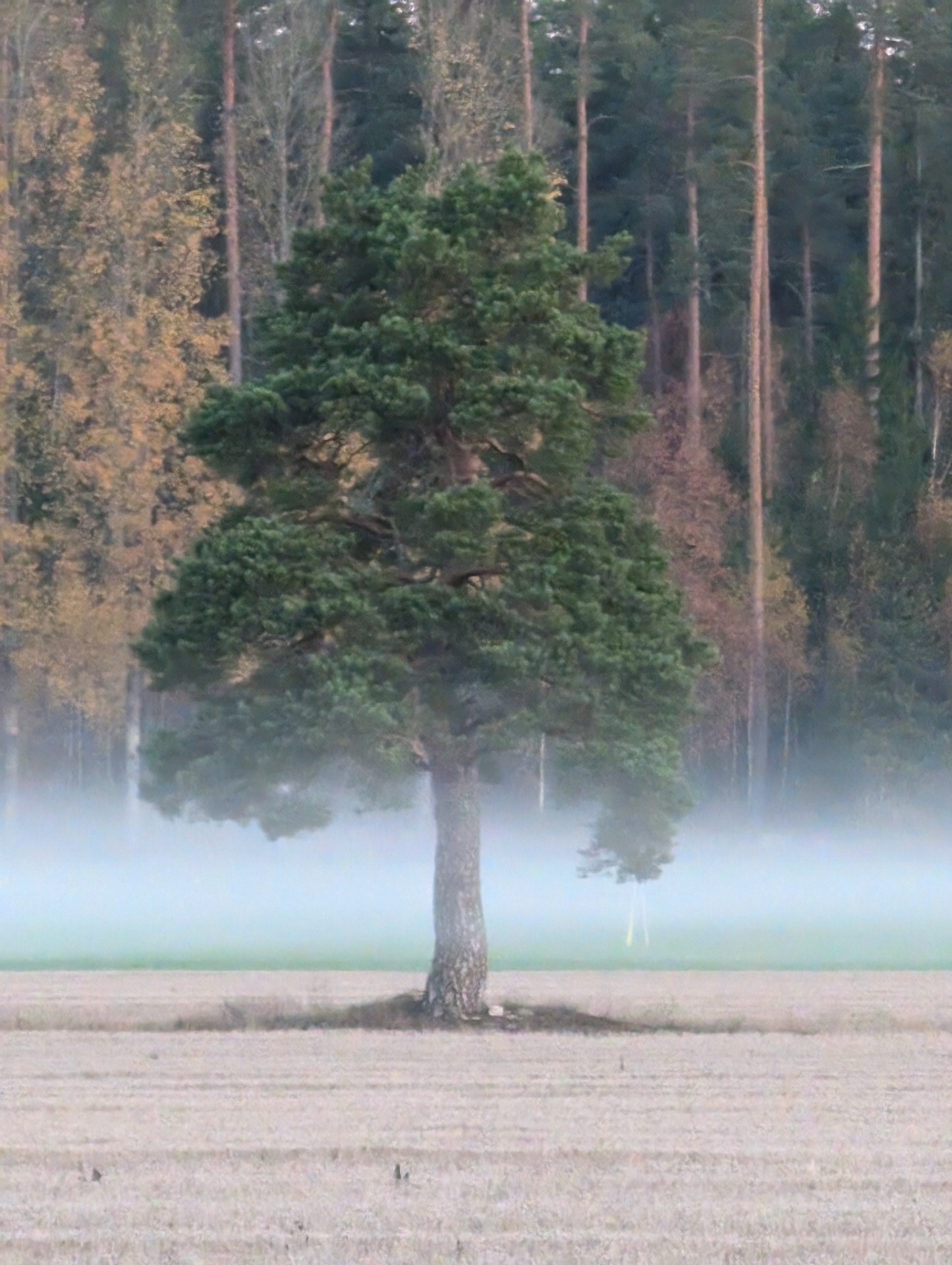 Puu Korialla. Kuvaaja: Siru Huuhilo.